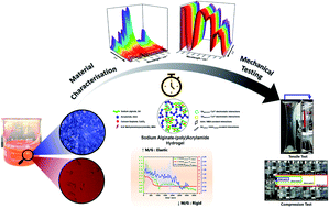 Graphical abstract: Dynamic cross-linking of an alginate–acrylamide tough hydrogel system: time-resolved in situ mapping of gel self-assembly