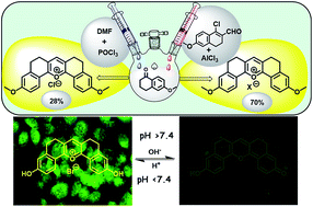 Graphical abstract: A new pentacyclic pyrylium fluorescent probe that responds to pH imbalance during apoptosis