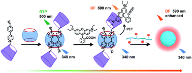 Graphical abstract: Purely organic light-harvesting phosphorescence energy transfer by β-cyclodextrin pseudorotaxane for mitochondria targeted imaging