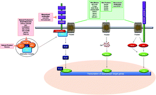 Graphical abstract: Wnt signaling activation: targets and therapeutic opportunities for stem cell therapy and regenerative medicine