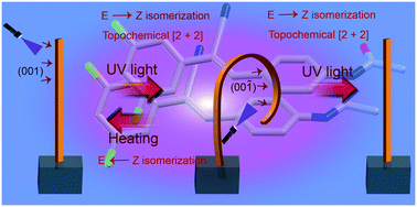 Graphical abstract: Light-fueled rapid macroscopic motion of a green fluorescent organic crystal