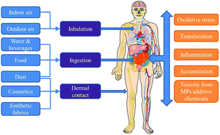 Graphical abstract: Occurrence, human exposure, and risk of microplastics in the indoor environment