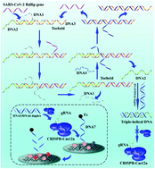 Graphical abstract: Exploring the entropy-driven amplification reaction and trans-cleavage activity of CRISPR-Cas12a for the development of an electrochemiluminescence biosensor for the detection of the SARS-CoV-2 RdRp gene in real samples and environmental surveillance