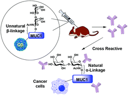 Graphical abstract: Synthesis and immunological evaluation of the unnatural β-linked mucin-1 Thomsen–Friedenreich conjugate