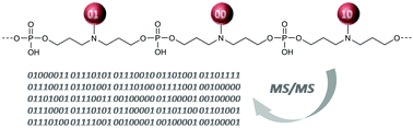 Graphical abstract: Synthesis and sequencing of informational poly(amino phosphodiester)s