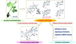 Graphical abstract: Structurally diverse diterpenoid alkaloids from the lateral roots of Aconitum carmichaelii Debx. and their anti-tumor activities based on in vitro systematic evaluation and network pharmacology analysis