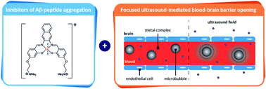 Graphical abstract: Modulation of amyloid-β aggregation by metal complexes with a dual binding mode and their delivery across the blood–brain barrier using focused ultrasound