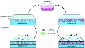 Graphical abstract: Bioinspired NO release coating enhances endothelial cells and inhibits smooth muscle cells