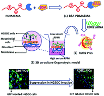 Graphical abstract: An organotypic model of high-grade serous ovarian cancer to test the anti-metastatic potential of ROR2 targeted Polyion complex nanoparticles