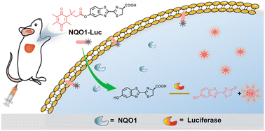 Graphical abstract: A bioluminescent probe for NQO1 overexpressing cancer cell imaging in vitro and in vivo