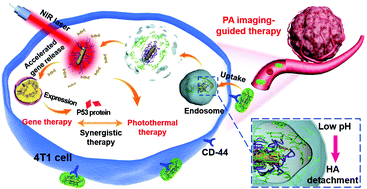 Graphical abstract: pH-Responsive hyaluronic acid-cloaked polycation/gold nanohybrids for tumor-targeted synergistic photothermal/gene therapy