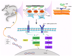 Graphical abstract: Synergetic osteogenesis of extracellular vesicles and loading RGD colonized on 3D-printed titanium implants
