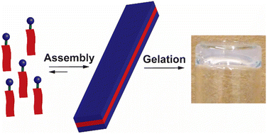 Graphical abstract: Antiviral supramolecular polymeric hydrogels by self-assembly of tenofovir-bearing peptide amphiphiles