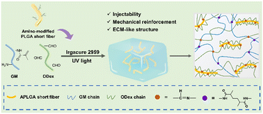 Graphical abstract: In situ forming double-crosslinked hydrogels with highly dispersed short fibers for the treatment of irregular wounds