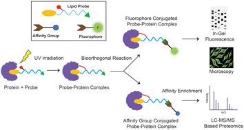 Graphical abstract: Photoreactive bioorthogonal lipid probes and their applications in mammalian biology