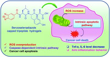 Graphical abstract: Self-assembled benzoselenadiazole-capped tripeptide hydrogels with inherent in vitro anti-cancer and anti-inflammatory activity