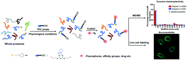 Graphical abstract: Triazine-pyridine chemistry for protein labelling on tyrosine