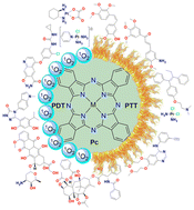 Graphical abstract: Targeted cancer phototherapy using phthalocyanine–anticancer drug conjugates