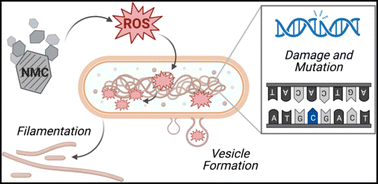 Graphical abstract: Chronic exposure to complex metal oxide nanomaterials induces production of reactive oxygen species in bacteria