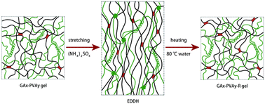 Graphical abstract: A strong and tough gelatin/polyvinyl alcohol double network hydrogel actuator with superior actuation strength and fast actuation speed