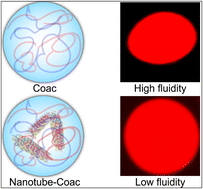 Graphical abstract: DNA nanotubes in coacervate microdroplets as biomimetic cytoskeletons modulate the liquid fluidic properties of protocells