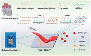 Graphical abstract: A functionalized biological heart valve by double bond crosslinking with enhanced biocompatibility and antithrombogenicity