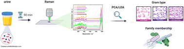 Graphical abstract: Identification of bacteria in mixed infection from urinary tract of patient's samples using Raman analysis of dried droplets