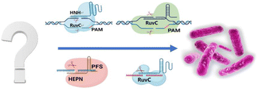 Graphical abstract: Cas-based bacterial detection: recent advances and perspectives