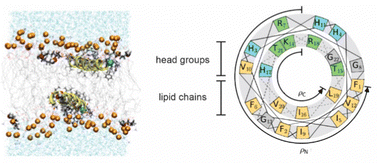 Graphical abstract: The effect of metalation on antimicrobial piscidins imbedded in normal and oxidized lipid bilayers