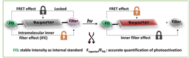 Graphical abstract: Accurate photoactivation monitoring via the construction of an intramolecular synergistic counteracting mechanism of FRET and IFE