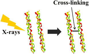 Graphical abstract: Ionizing radiation induces cross-linking of two noncovalently bound collagen mimetic peptide triple helices in the absence of a molecular environment