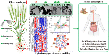 Graphical abstract: Foliar application of iron-based nanofertilizers to wheat grown in a Cd-contaminated field: implications for food safety and biofortification