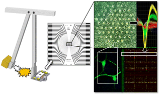 Graphical abstract: The contribution of initial concussive forces and resulting acrolein surge to β-amyloid accumulation and functional alterations in neuronal networks using a TBI-on-a-chip model