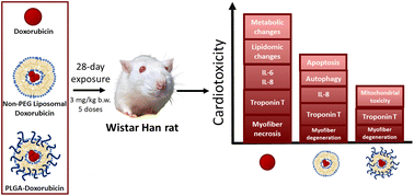 Graphical abstract: Novel PLGA-based nanoformulation decreases doxorubicin-induced cardiotoxicity