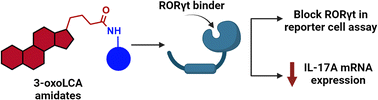 Graphical abstract: Lithocholic acid derivatives as potent modulators of the nuclear receptor RORγt