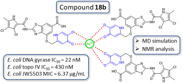 Graphical abstract: Benzothiazole DNA gyrase inhibitors and their conjugates with siderophore mimics: design, synthesis and evaluation