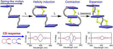 Graphical abstract: Modulation of supramolecular chirality by stepwise axial coordination in a nano-size trizinc(ii)porphyrin trimer