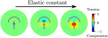 Graphical abstract: Elasticity tunes mechanical stress localization around active topological defects