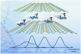 Graphical abstract: Electrokinetic transport properties of deoxynucleotide monophosphates (dNMPs) through α-phase phosphorene carbide nanochannel for electrophoretic detection