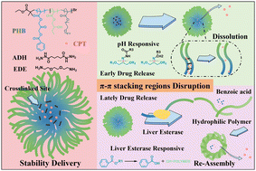 Graphical abstract: Exploring release mechanisms by disrupting π–π stacking regions in stable micelles