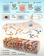 Graphical abstract: Osteoimmunity-regulating nanosilicate-reinforced hydrogels for enhancing osseointegration