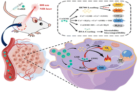 Graphical abstract: Protein-coated cobalt oxide–hydroxide nanospheres deliver photosensitizer IR780 iodide for near-infrared light-triggered photodynamic/photothermal/chemodynamic therapy against colon cancer