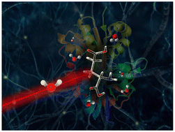 Graphical abstract: Insights into the terahertz response of l-glutamic acid and its receptor