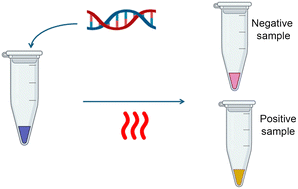 Graphical abstract: Visualization methods for loop mediated isothermal amplification (LAMP) assays