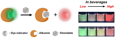 Graphical abstract: Ratiometric determination of etomidate based on an albumin-based indicator displacement assay (IDA)