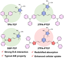 Graphical abstract: Thiophene assisted cellular uptake enhancement for highly efficient NIR-II cancer phototheranostics