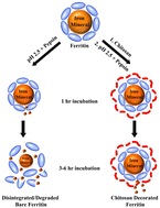 Graphical abstract: Gastric stability of bare and chitosan-fabricated ferritin and its bio-mineral: implication for potential dietary iron supplements