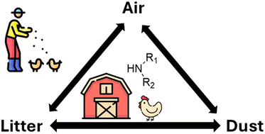 Graphical abstract: Characterizing amino compounds in indoor poultry farms: air quality and its impact on workers and chickens in Canadian egg farms