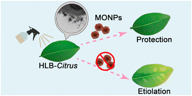 Graphical abstract: Manganese-based nanozyme enabled efficient mitigation of Huanglongbing-induced oxidative damage in Citrus