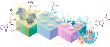 Graphical abstract: Continuous-flow chemo-enzymatic gram-scale synthesis of indole-3-acetic acid